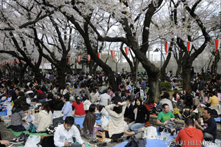 花見のメッカといえば上野公園。1625年寛永寺の建立を機に始まった桜の植樹がその源流だ　Ueno Park is the most popular place for cherry blossoms. Cherry tree planting started to spread in 1625 with the construction of Kaneiji Temple.