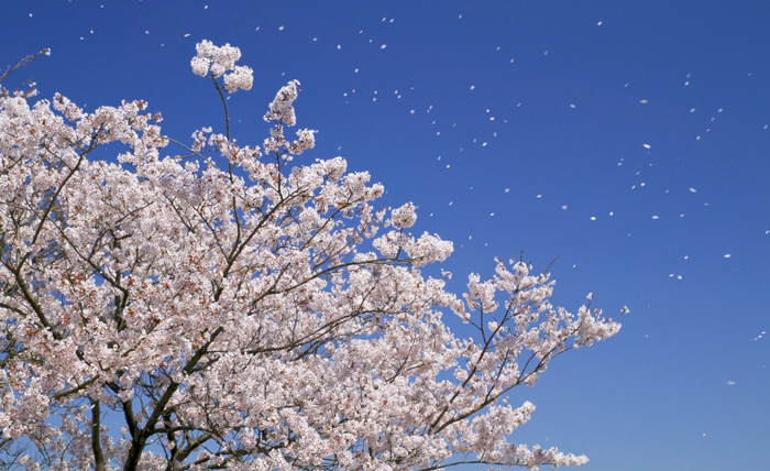 桜は菊とともに日本を象徴する花 Sakura and the chrysanthemum are the symbols of Japan 