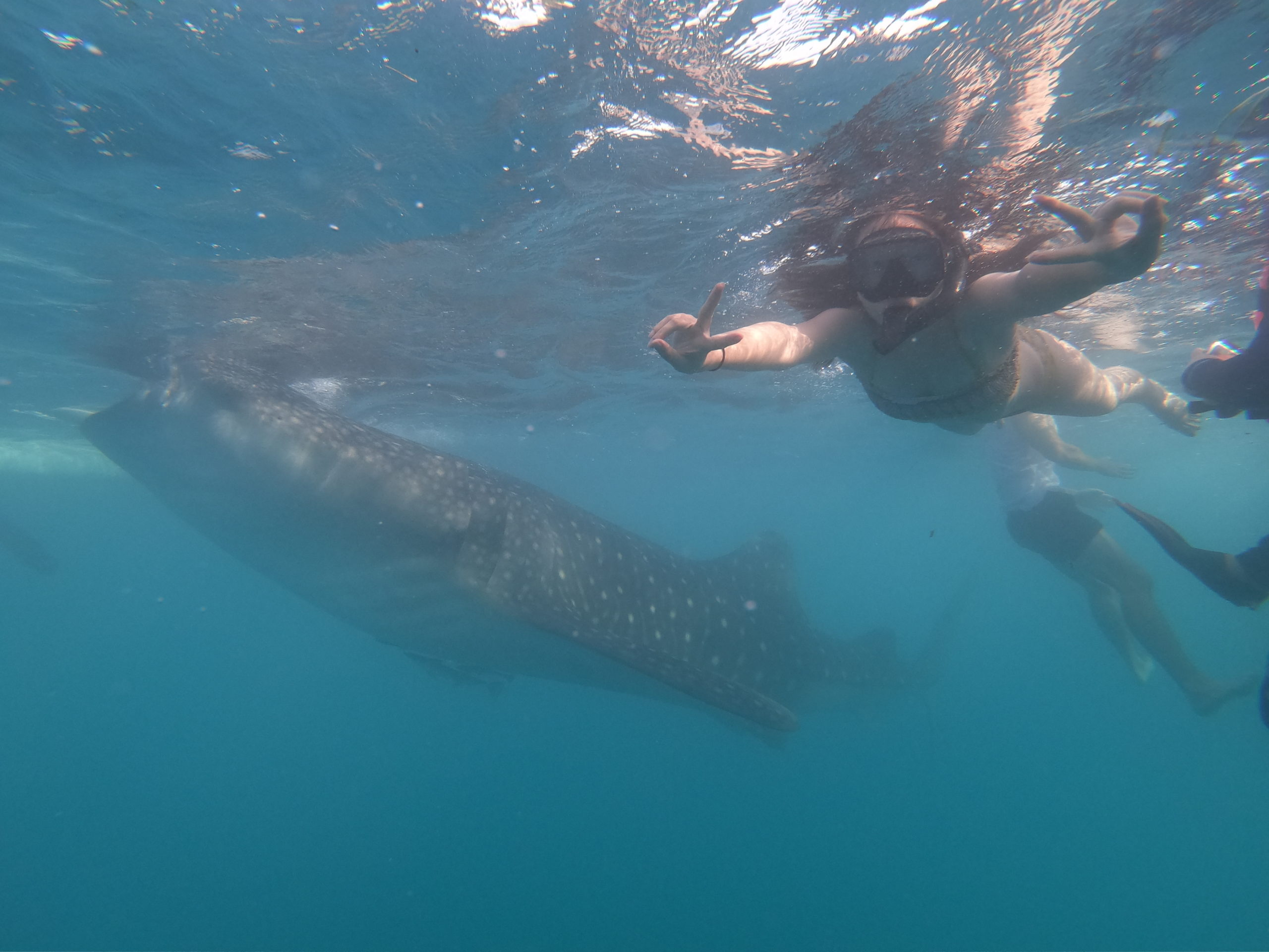 世界最大の魚と泳ぎにいざ、セブへ