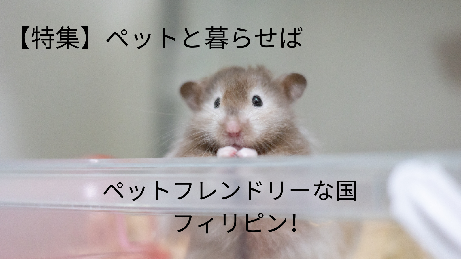 【ペットと暮らせば Fur Our Pet Pals 】ペットフレンドリーな国 フィリピン！